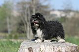 LHASSA APSO 013